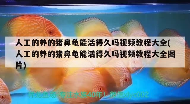 人工的養(yǎng)的豬鼻龜能活得久嗎視頻教程大全(人工的養(yǎng)的豬鼻龜能活得久嗎視頻教程大全圖片)