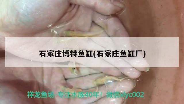 石家莊博特魚缸(石家莊魚缸廠)