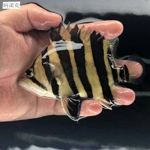 虎魚(yú)怎么區(qū)分三紋和四紋的區(qū)別：虎魚(yú)怎么區(qū)分三紋和四紋的區(qū)別虎魚(yú)怎么區(qū)分三紋和四紋的區(qū)別