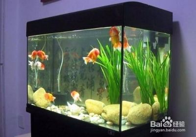 魚缸玻璃批發(fā)廠家直銷電話多少（魚缸玻璃批發(fā)廠家直銷電話多少啊）