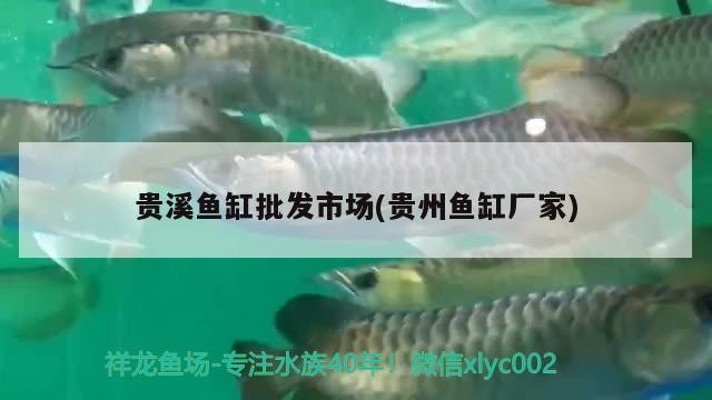貴溪魚缸批發(fā)市場(貴州魚缸廠家)