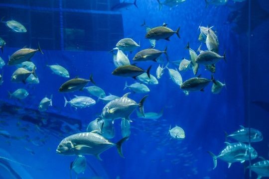 張家界水族館vs祥龍魚場（張家界水族館與祥龍魚場的區別）