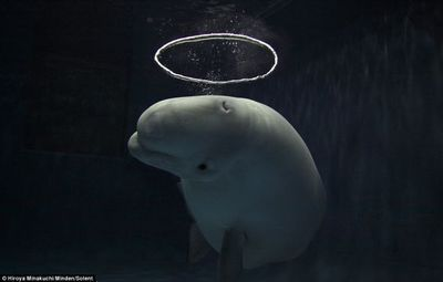張家界水族館vs祥龍魚場（張家界水族館與祥龍魚場的區別）