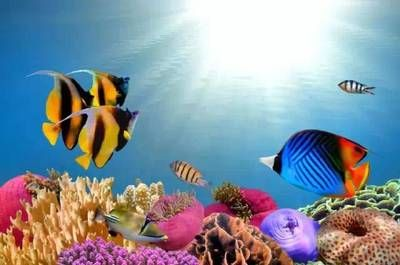 張家界水族館vs祥龍魚場（張家界水族館與祥龍魚場的區別）