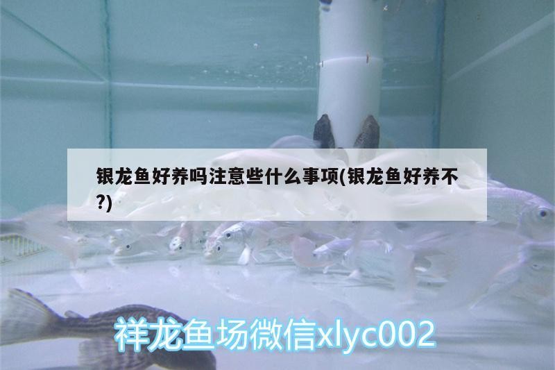 銀龍魚好養嗎注意些什么事項(銀龍魚好養不?)