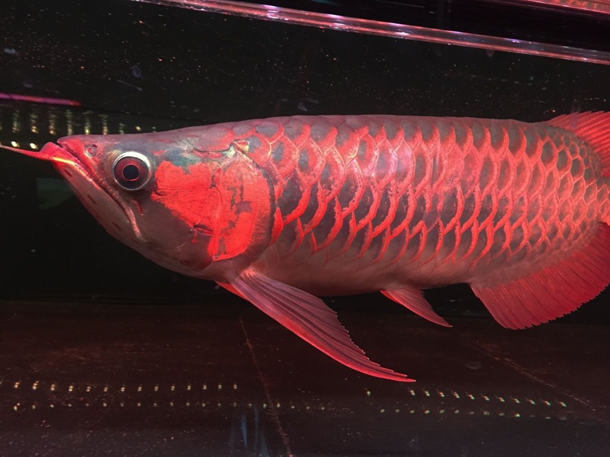 翹嘴紅龍魚：關于翹嘴紅龍魚的一些基本信息