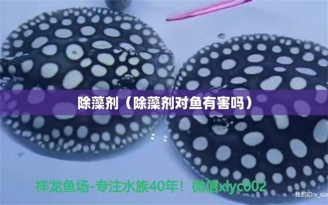 魚缸除藻劑會死魚嗎，生物除藻法的實(shí)際效果如何
