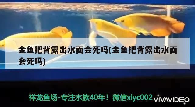 魚(yú)缸 金魚(yú)把背露出水面會(huì)死嗎(金魚(yú)把背露出水面會(huì)死嗎) 金龍魚(yú)百科 金魚(yú)把背露出水面會(huì)死嗎(金魚(yú)把背露出水面會(huì)死嗎) 金魚(yú)把背露出水面會(huì)死嗎(金魚(yú)把背露出水面會(huì)死嗎) 金龍魚(yú)百科