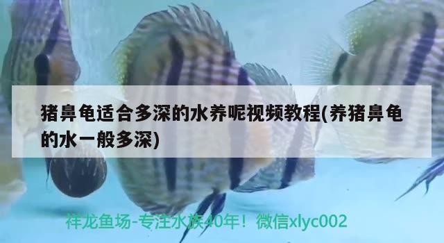 豬鼻龜適合多深的水養呢視頻教程(養豬鼻龜的水一般多深)