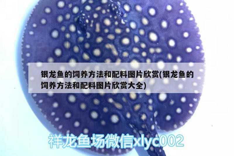 銀龍魚的飼養方法和配料圖片欣賞(銀龍魚的飼養方法和配料圖片欣賞大全)