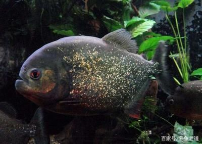 虎魚長期拒食：虎魚之前吃什么食物，盡可能導致虎魚拒食，解決方法是給予靜養時間