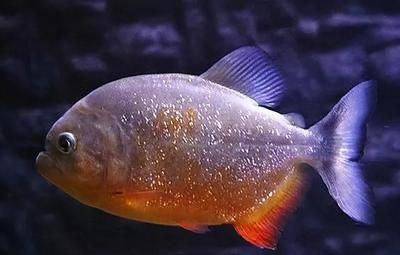 虎魚長期拒食：虎魚之前吃什么食物，盡可能導致虎魚拒食，解決方法是給予靜養時間