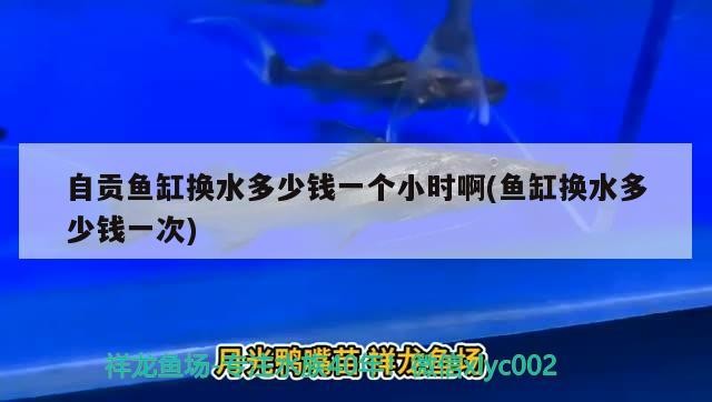 自貢魚缸換水多少錢一個(gè)小時(shí)啊(魚缸換水多少錢一次)
