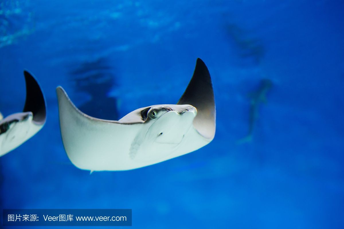 魟魚背部白了一塊：魟魚背部出現(xiàn)白色斑點(diǎn)是怎么回事？