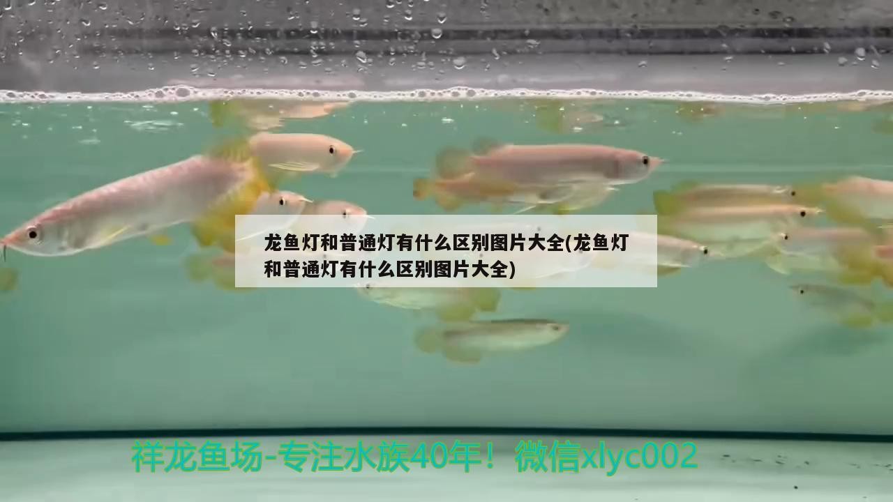 龍魚燈和普通燈有什么區別圖片大全(龍魚燈和普通燈有什么區別圖片大全)