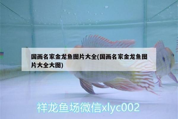 紅龍魚不用燈照就不紅嗎：紅龍魚在沒有人工燈光的情況下也可能自然發(fā)色
