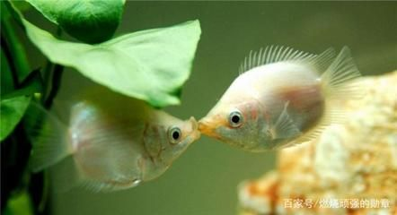 90高的魚(yú)缸適合養(yǎng)什么魚(yú)：90高的魚(yú)缸適合養(yǎng)什么魚(yú)？