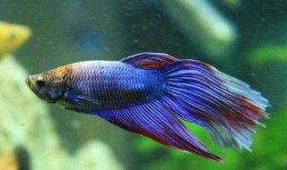 90高的魚(yú)缸適合養(yǎng)什么魚(yú)：90高的魚(yú)缸適合養(yǎng)什么魚(yú)？