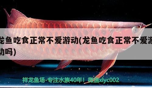 觀賞魚 龍魚吃食正常不愛游動(龍魚吃食正常不愛游動嗎) 魟魚百科 龍魚吃食正常不愛游動(龍魚吃食正常不愛游動嗎) 龍魚吃食正常不愛游動(龍魚吃食正常不愛游動嗎) 魟魚百科