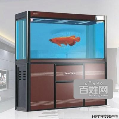 我的虎魚真菌感染了要怎么處理 森森水族連鎖店 森森魚缸 森森水族連鎖店 森森水族連鎖店 森森魚缸