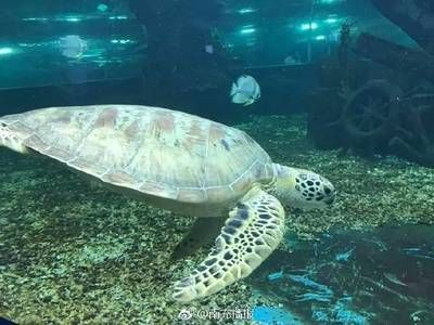 廣安水族館vs祥龍魚場(chǎng)（廣安水族館與祥龍魚場(chǎng)之間的差異之前，我們需要明確基本信息）