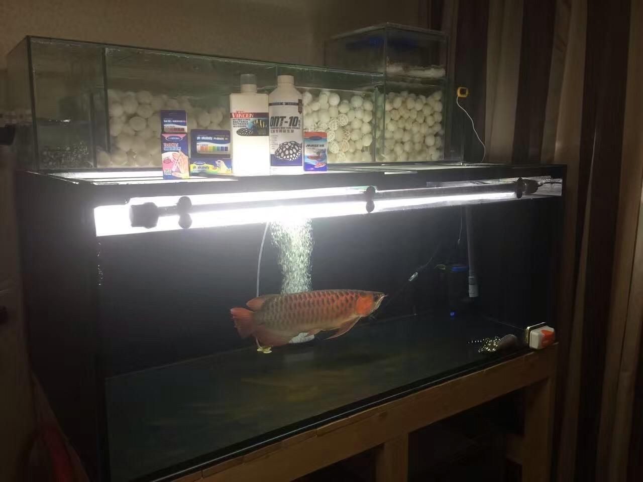 魟魚滿缸飛正常嗎：魟魚滿缸飛是否正常