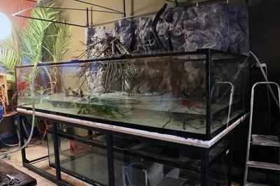 魟魚滿缸飛正常嗎：魟魚滿缸飛是否正常