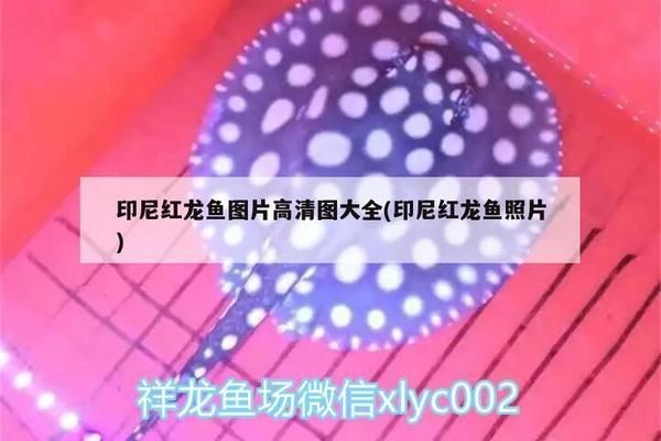 印尼紅龍魚照片：關于印尼紅龍魚的一些詳細信息