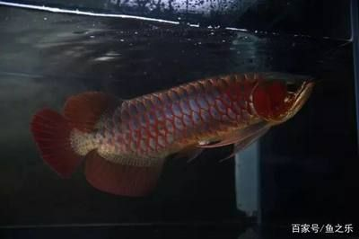 紅龍魚的原產地是哪里啊：關于紅龍魚原產地的詳細信息