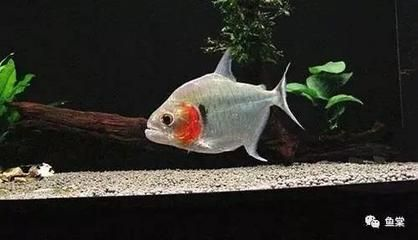 虎魚好斗嗎：虎魚好斗嗎？