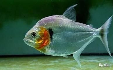 虎魚好斗嗎：虎魚好斗嗎？