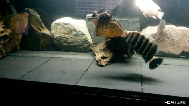 虎魚好斗嗎：虎魚好斗嗎？