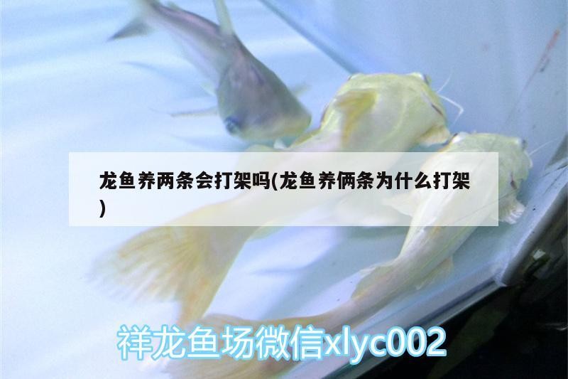 龍魚養兩條會打架嗎(龍魚養倆條為什么打架)
