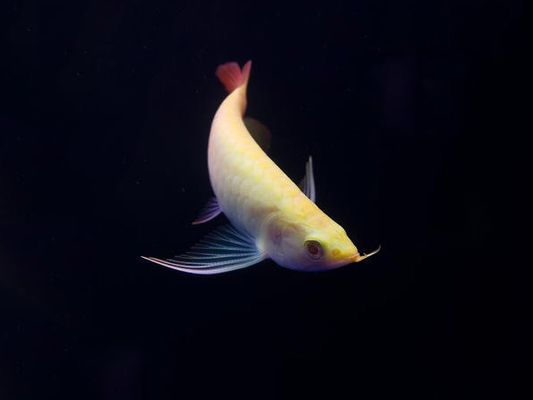 龍魚撞破魚缸vs祥龍魚場：龍魚撞破魚缸vs祥龍魚場，龍魚養殖注意事項