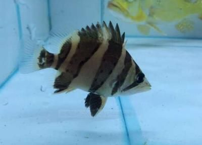 虎魚怎么訓食吃冷凍蝦：如何訓練虎魚吃冷凍蝦