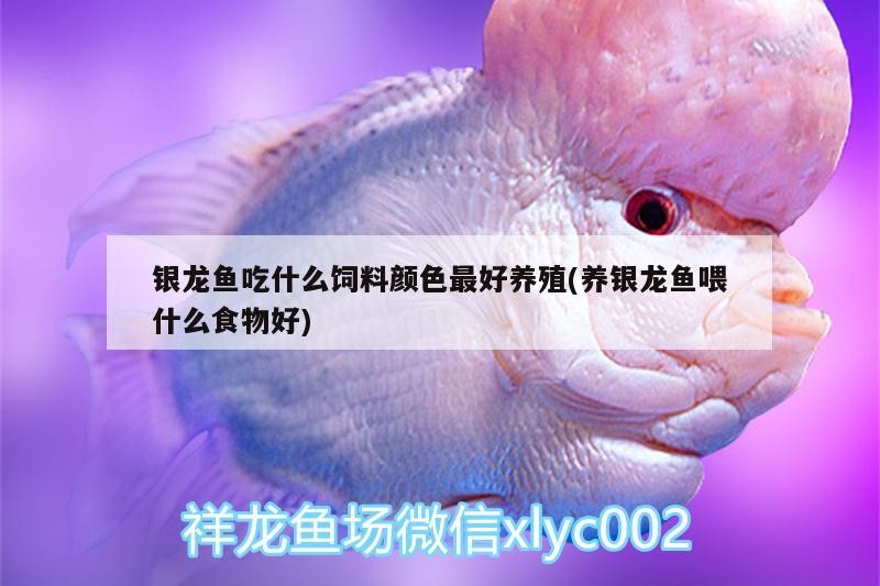 銀龍魚吃什么飼料顏色最好養殖(養銀龍魚喂什么食物好)
