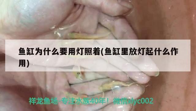 魚缸為什么要用燈照著(魚缸里放燈起什么作用)