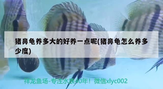 豬鼻龜養(yǎng)多大的好養(yǎng)一點(diǎn)呢(豬鼻龜怎么養(yǎng)多少度)
