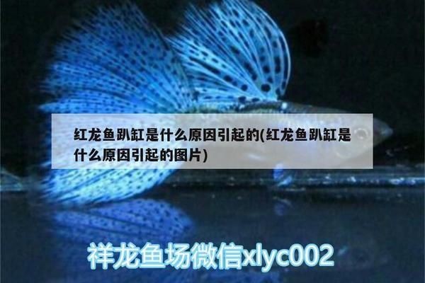 紅龍魚尾鰭虎斑：關(guān)于紅龍魚尾鰭虎斑現(xiàn)象研究