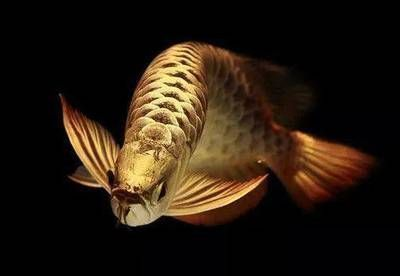 如何判斷龍魚(yú)黑鱗是否由細(xì)菌感染引起，龍魚(yú)黑鱗是否由細(xì)菌感染引起的細(xì)菌感染引起的黑鱗病 如何判斷龍魚(yú)黑鱗是否由細(xì)菌感染引起，龍魚(yú)黑鱗是否由細(xì)菌感染引起的細(xì)菌感染引起的黑鱗病 龍魚(yú)百科 第1張