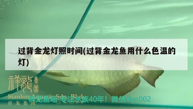過(guò)背金龍燈照時(shí)間(過(guò)背金龍魚(yú)用什么色溫的燈)