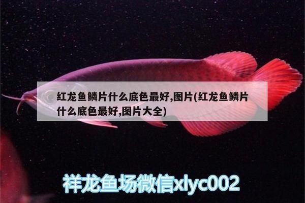 紅龍魚鱗片發紫色