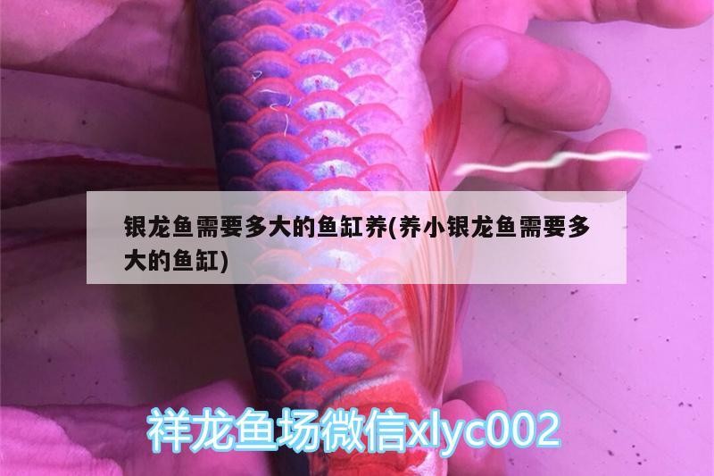 銀龍魚需要多大的魚缸養(yǎng)(養(yǎng)小銀龍魚需要多大的魚缸)