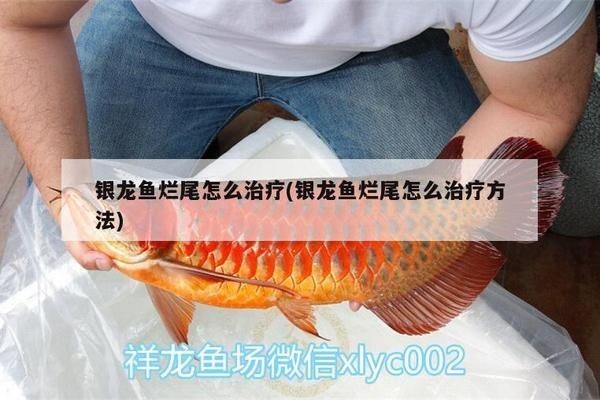 龍魚爛尾怎么辦啊vs祥龍魚場：龍魚爛尾病因分析