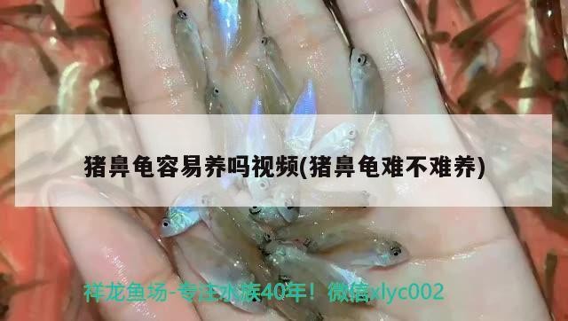 豬鼻龜容易養嗎視頻(豬鼻龜難不難養)