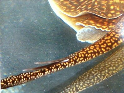 淡水魟魚的毒刺怎么辦？：淡水魟魚的毒刺處理方法
