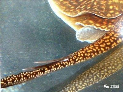 淡水魟魚的毒刺怎么辦？：淡水魟魚的毒刺處理方法