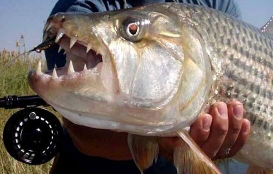 虎魚的食用功效：虎魚有哪些營養價值？