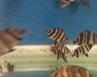 5公分虎苗好養嗎：5公分的虎魚苗好養嗎