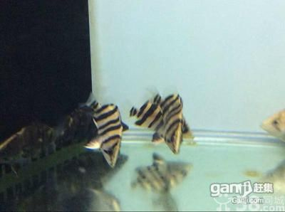 5公分虎苗好養嗎：5公分的虎魚苗好養嗎